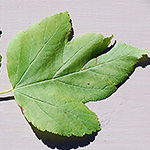 Ninebark leaf