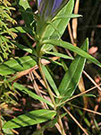 Downey Gentian leaf
