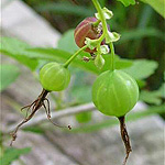 Missouri Gooseberry