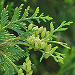 White Cedar leaf with male flowers