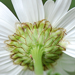 Oxeye daisy phyllaries