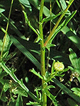 Oxeye daisy stem