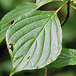 Pagoda dogwood leaf