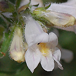 Pale Beardtongue