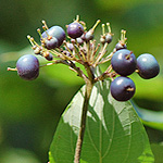 Pale dogwood fruit