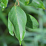 Pale dogwood leaf