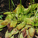 grass of parnassus leaves