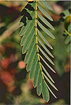 Partridge Pea leaf