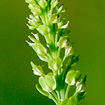 Peppergrass plant