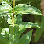 Plain Gentian leaf