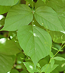 Pointed leaf tick trefoil leaf