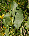 Prairie Dock Leaf