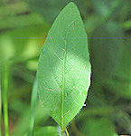 Prairie Sundrops leaf