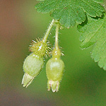 Prickly Gooseberry