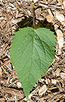 Purple giant hyssop leaf