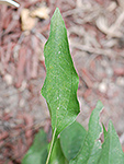 Purple Coneflower leaf
