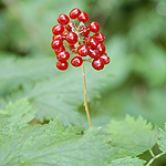 Red Baneberry red fruit