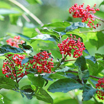 Red elderberry fruit