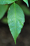 Red turtlehead leaf