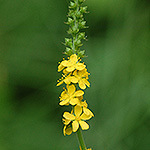 Roadside Agrimony