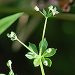 Rough Bedstraw