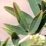 Round-headed Bushclover leaf