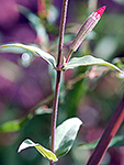 Royal Catchfly leaf
