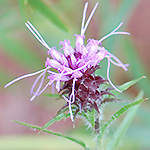 scaly blazing star