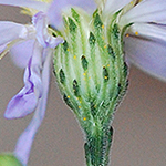 Short's Aster phyllareis