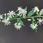 Side-flowering Aster