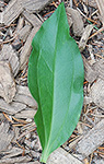 Soapwort leaf