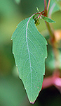 Jewelweed leaf