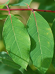 spreading dogbane leaf