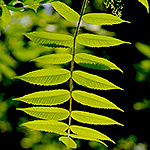 Staghorn sumac leaf