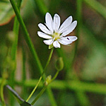 Long-leaved Chickweed