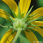 Stiff-haired sunflower phyllaries