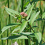 Swamp Milkweed Leaf