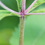 Sweet scented joepye weed stem