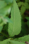 Sweet Joe-Pye Weed leaf