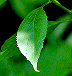 tall bellflower leaf