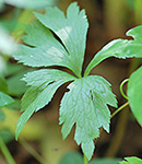 Thimbleweed leaf