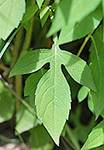 Thin-leaved Coneflower leaf