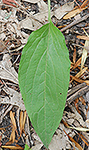 Virginia Stickseed leaf