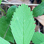 Virginia Strawberry leaf