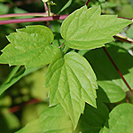 Virgin's Bower leaf