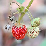 Virginia Strawberry fruit