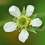 Thumbnail image of white avens