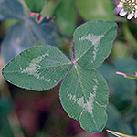 White Clover leaf