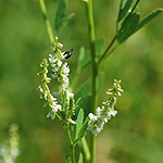 White Sweet Clover plant