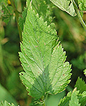 White Vervain leaf